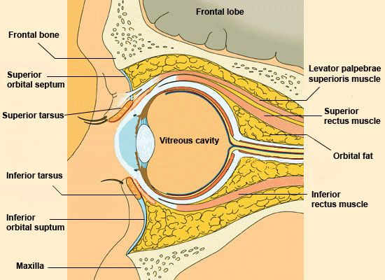 Sagittal section