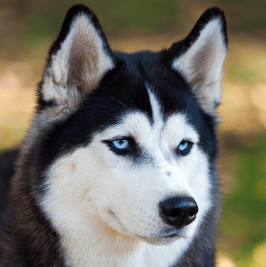 Siberian husky bondi vet tv series official site