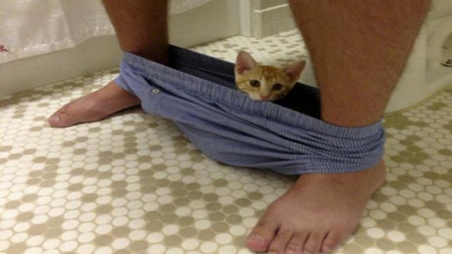Cat9 1