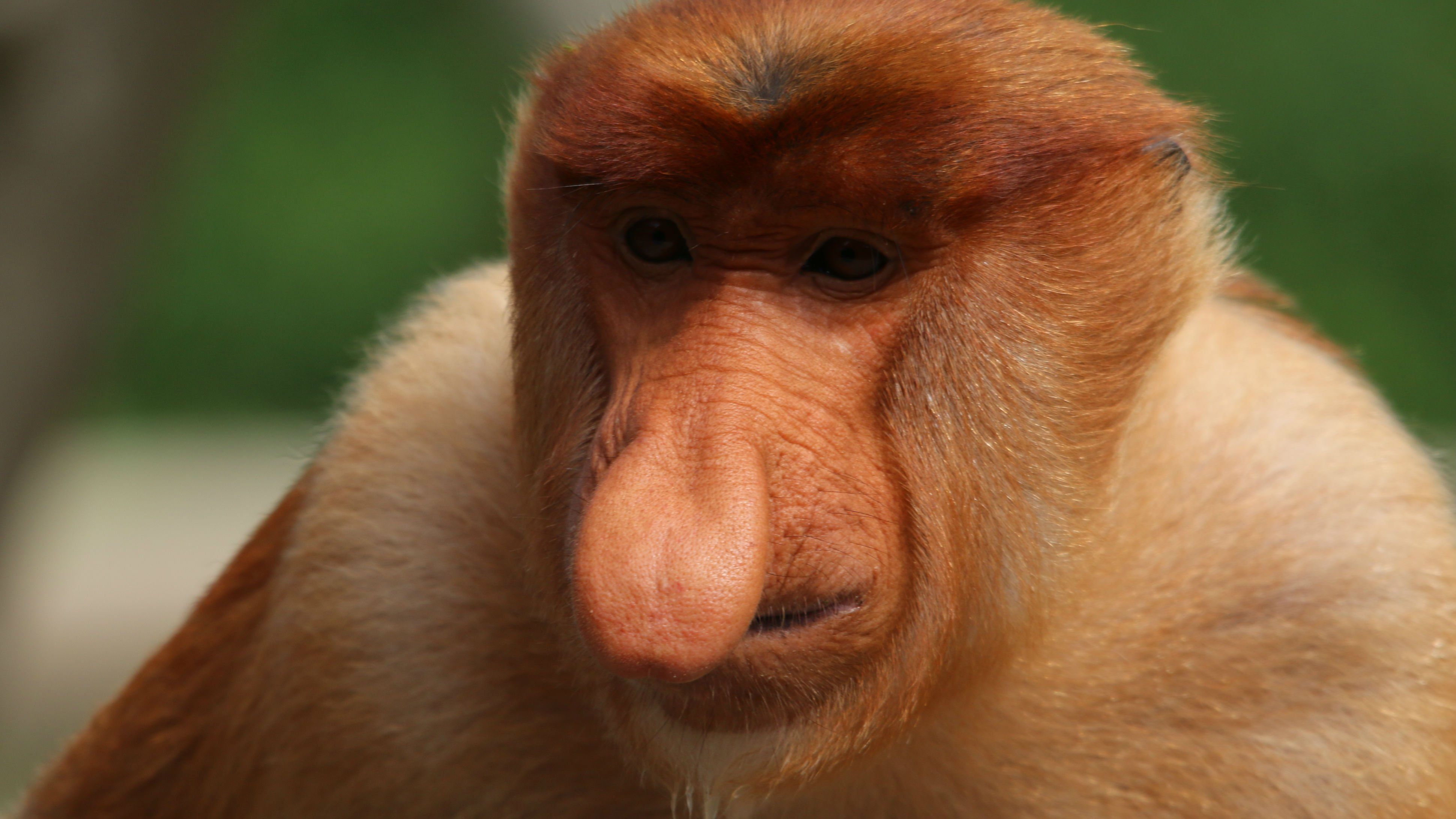 Proboscis monkey1