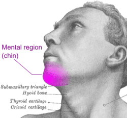 Mental region chin
