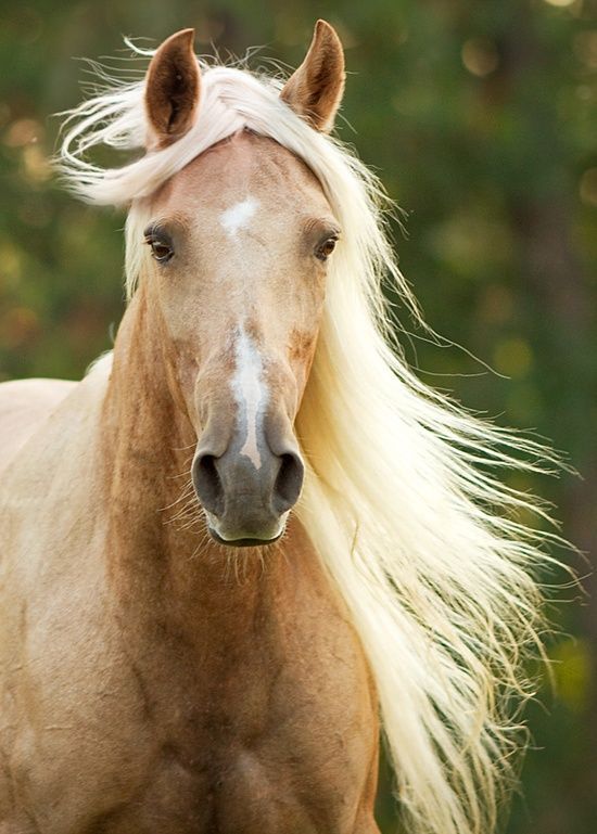Horse blonde