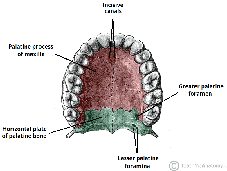 The Bones and Foramina of the Hard Canal 1