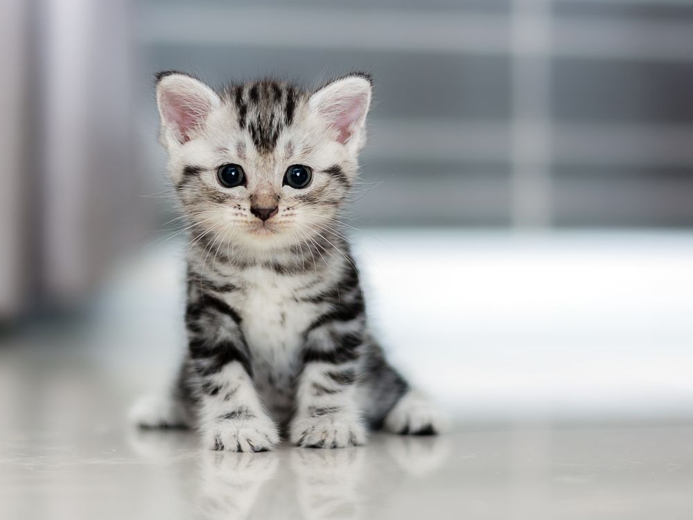 Shutterstock 352176329 Shutterstock 352176329