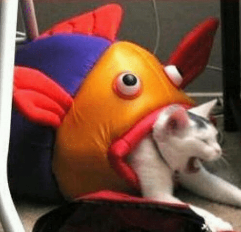 32466