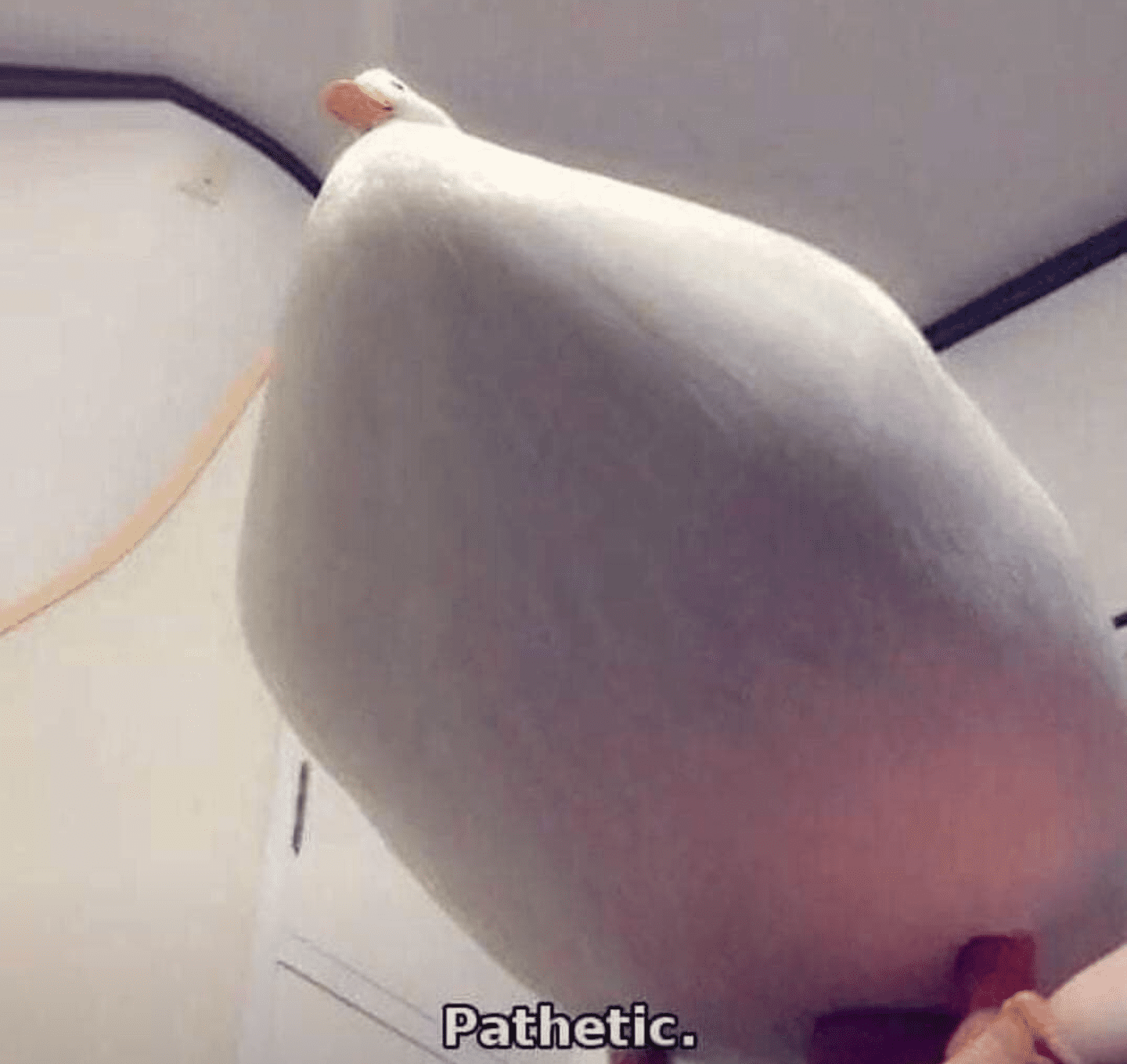 20190408 195547
