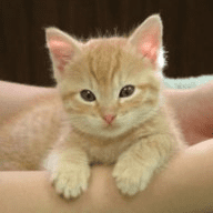 67276