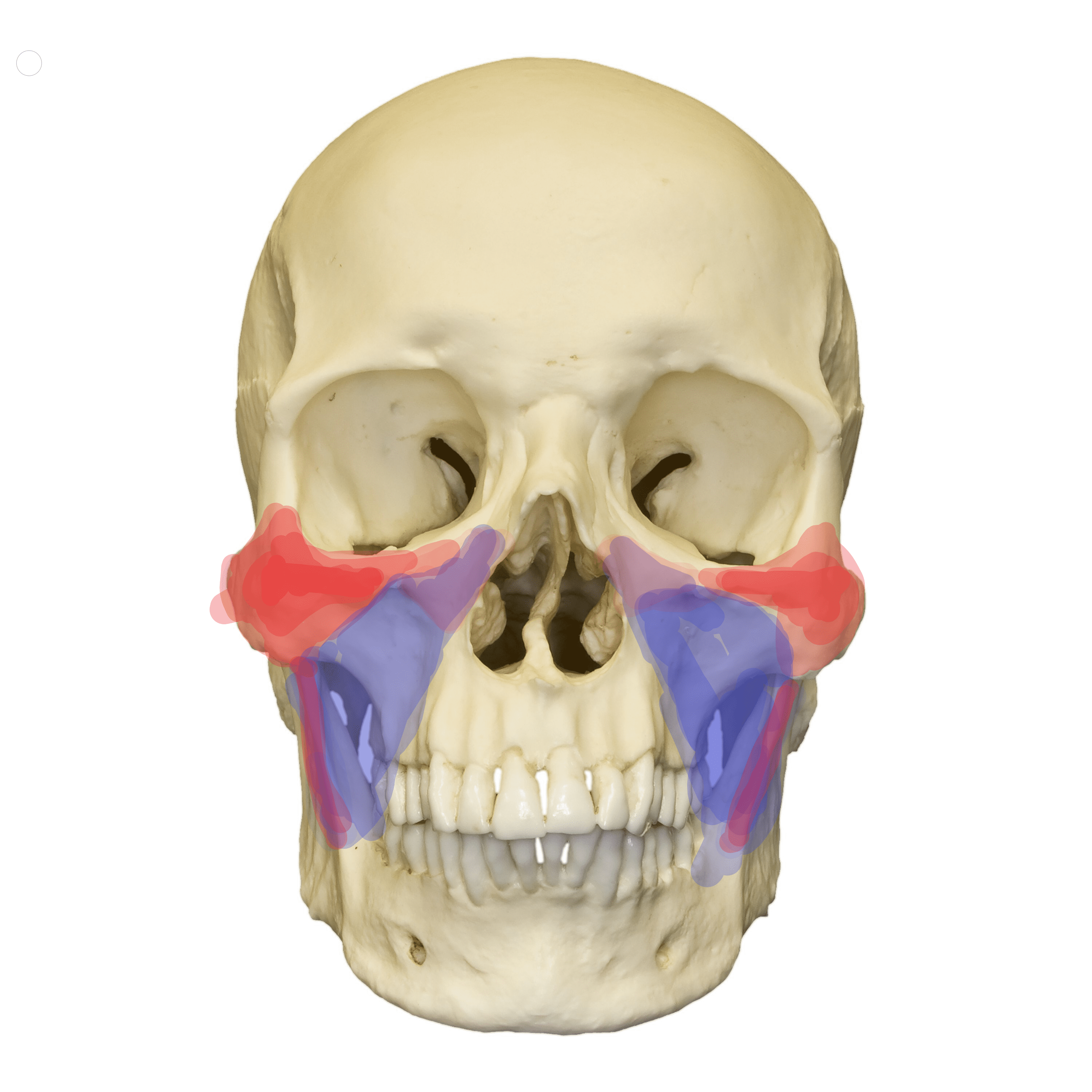 Different types of cheekbones ? | Looksmax.org - Men's Self-Improvement ...