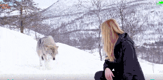 Wolfpill