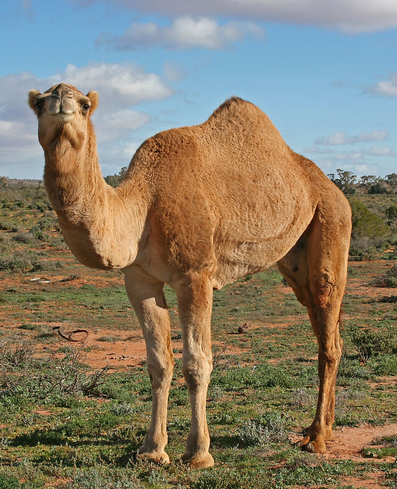 07 Camel Profile near Silverton NSW 07072007