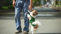 Dog jumping up on owner 1200x675