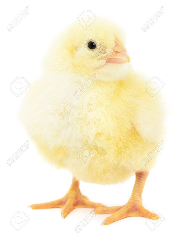 40239393 one small chicken on a white background 1