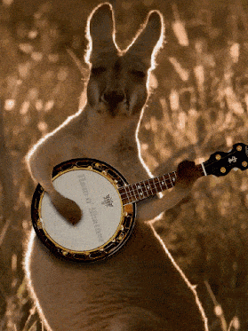 Kangaroo playnig banjo