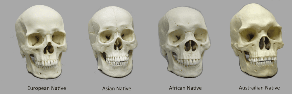 Skulls
