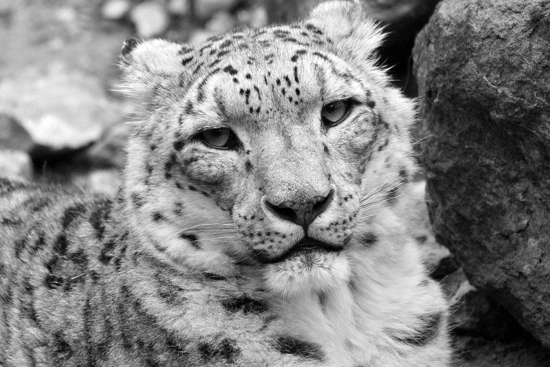 Fototapeta sniezny leopard fp 2435 2039770 bw
