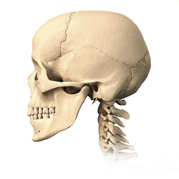 Anatomy of human skull side view leonello calvetti