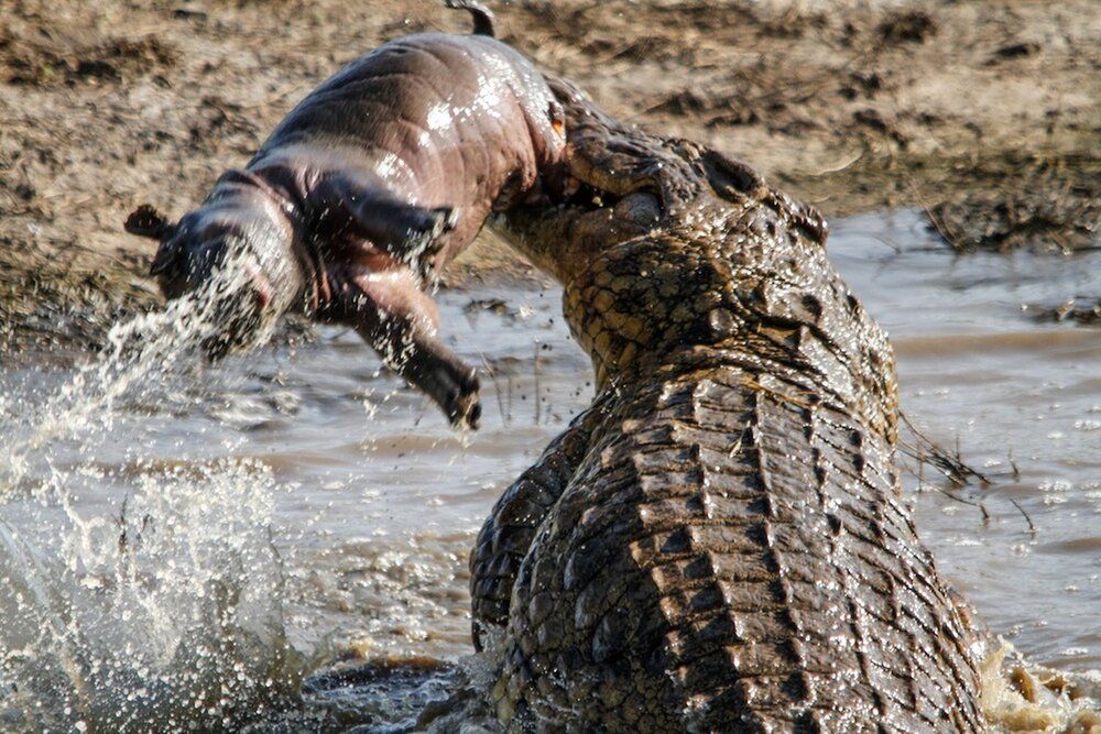 Croc eats baby hippo