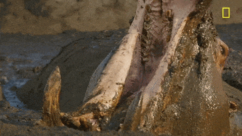 giphy (4).gif