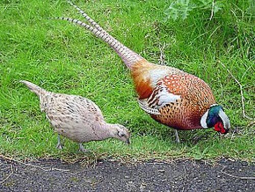 290px-Male_and_female_pheasant.jpg