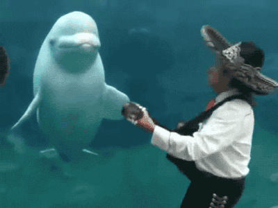 29262506-984F-4A8F-A642-BEBA305590CF.gif