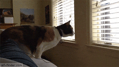 Cat Jump Fail
