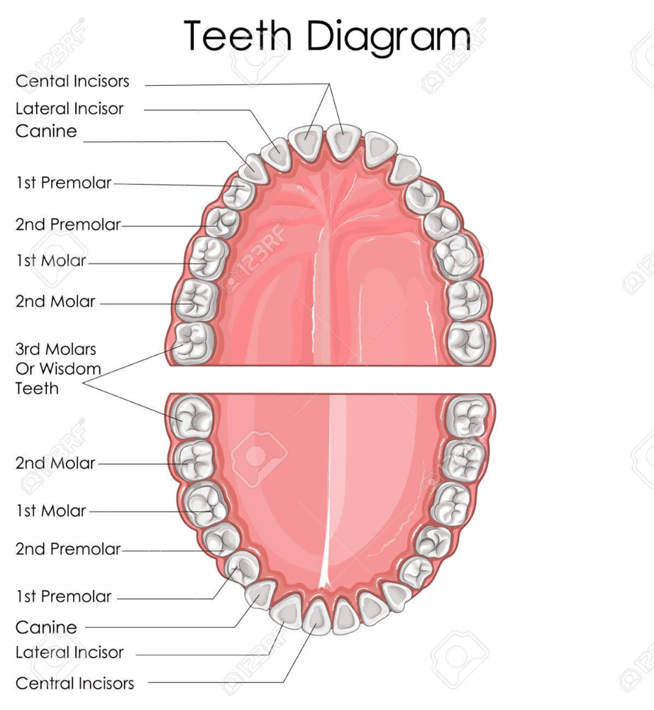 16 tooth smile? | Looksmax.org - Men's Self-Improvement & Aesthetics