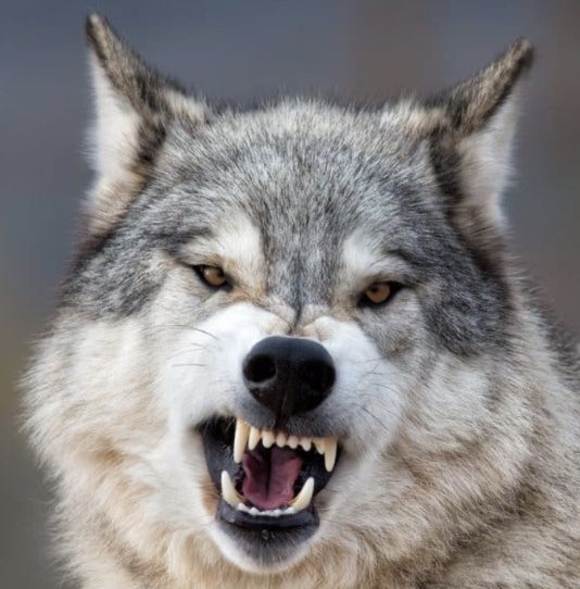 44A2AFF0 5FC1 4A4C B461 46B837FC5AC6