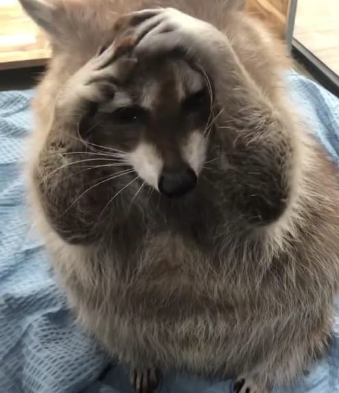 Fuckyoutoo