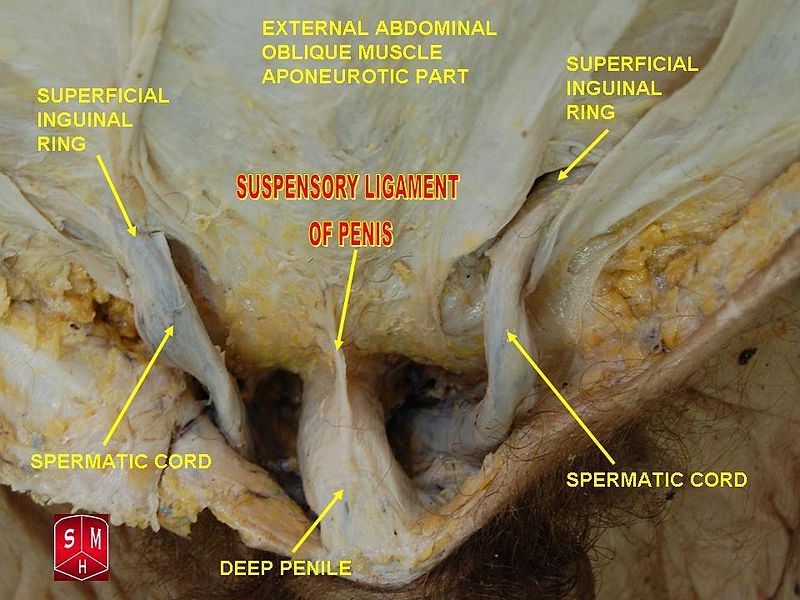 Spermatic cord Spermatic cord