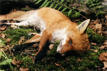 Tumblr df2ae3e75c4b27af325da538060cffd7 aed203cf 400