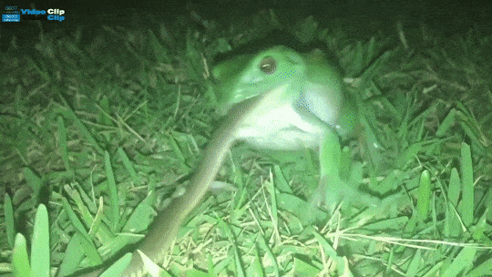 MellowImprobableHarvestmouse size restricted 1