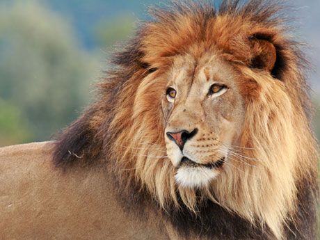Crottes de lions