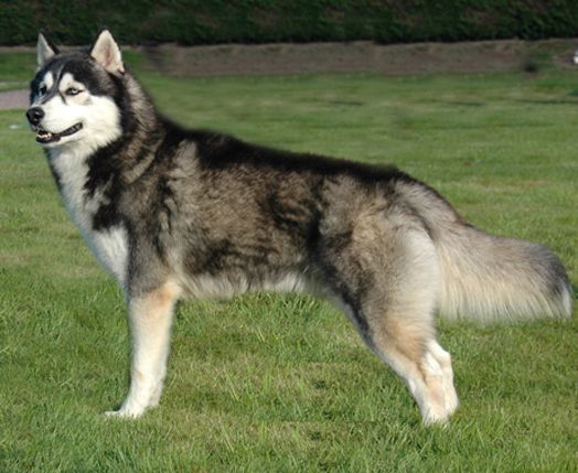 Husky
