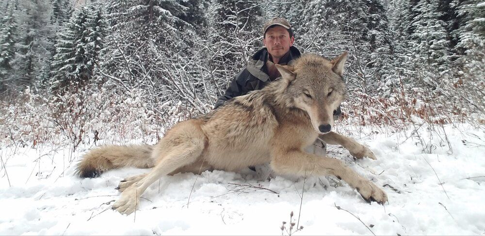 SRX WOLF TRAPPING1