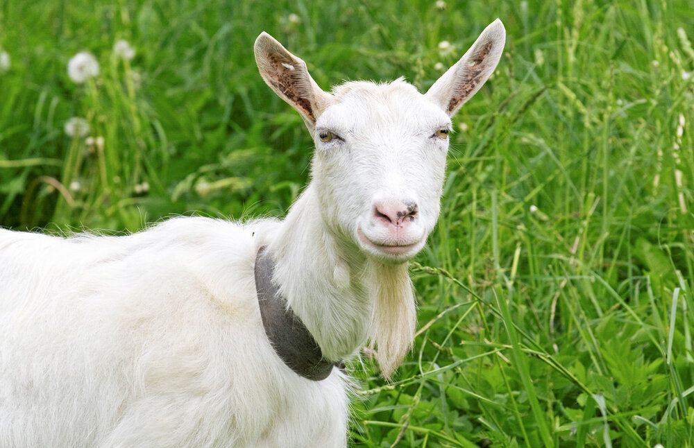 Goatclipart