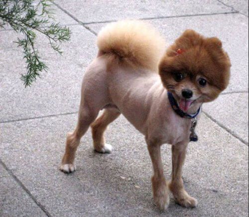Funniest dog haircuts 18