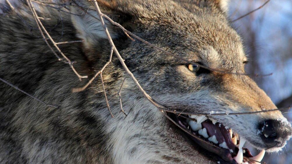36 369435 angry wolf wallpaper 4k