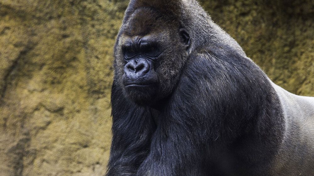 Gorilla 1920x1080 1
