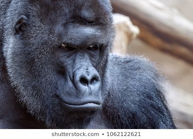 Portrait angry gorilla 260nw 1062122621