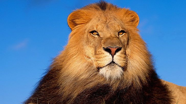 Full hd lion wallpaper preview