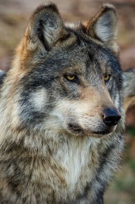 0AFAEDC3 5FEA 4DC1 9947 1B93246D3E99