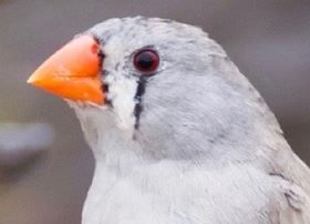 Zebra finch