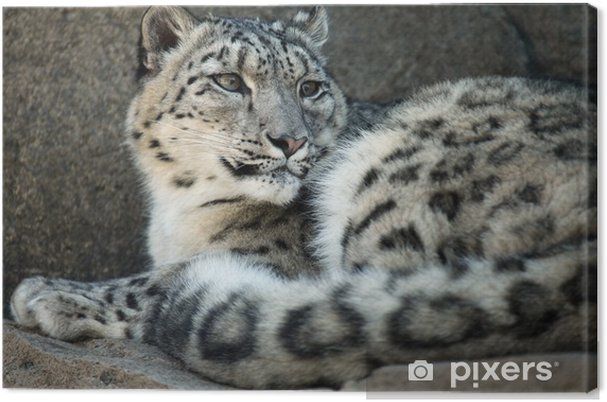 Obrazy na plotnie ciekawy snow leopard