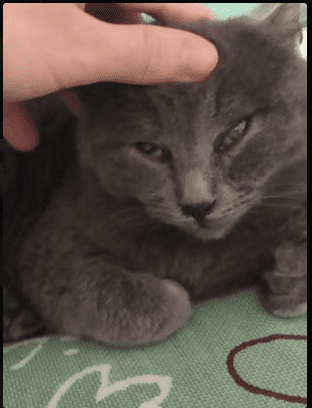 Cat canthal