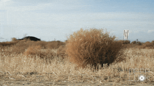 DL 508Tumbleweed TUMBLEWEED ROLLS NEXT TO FREEWAY