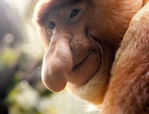 A male Proboscis monkey N 002