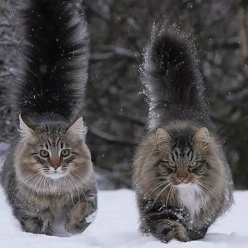 predator vs prey.jpg