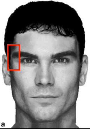 T-MORPH.png
