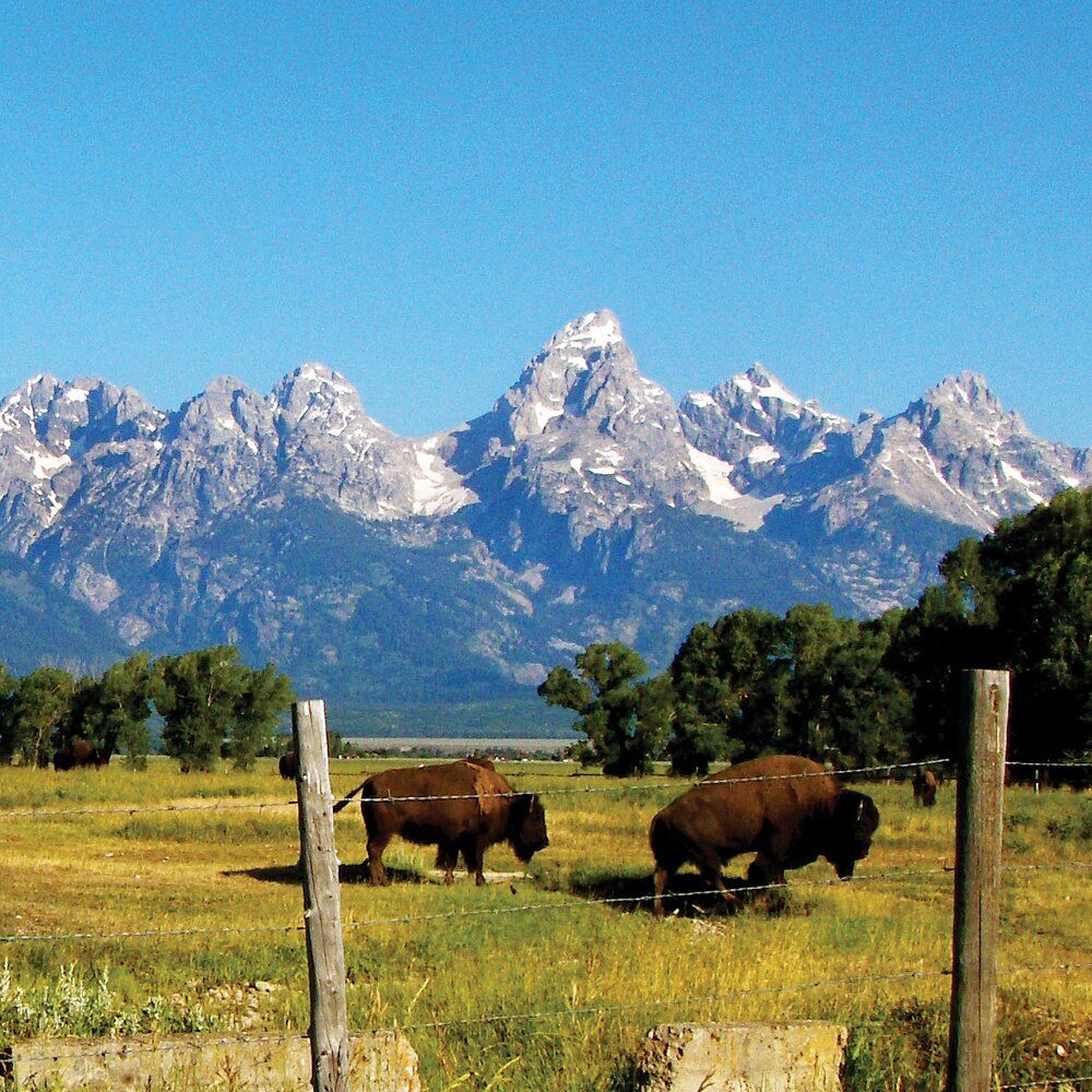 Abd north america wyoming slideshow 1 grand teton buffalo 1x1