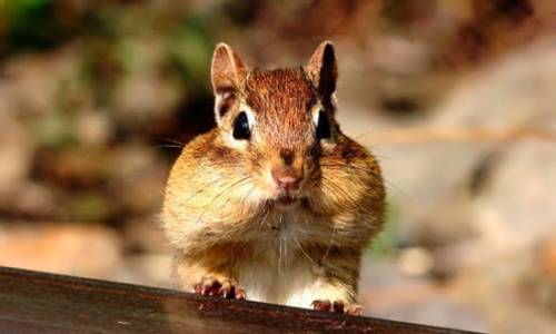 Chipmunk 1